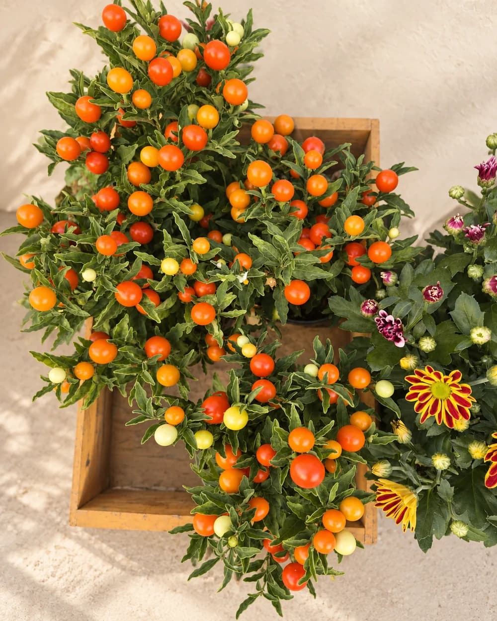 Gartenmotiv 17: Mehr aus dem Laden
