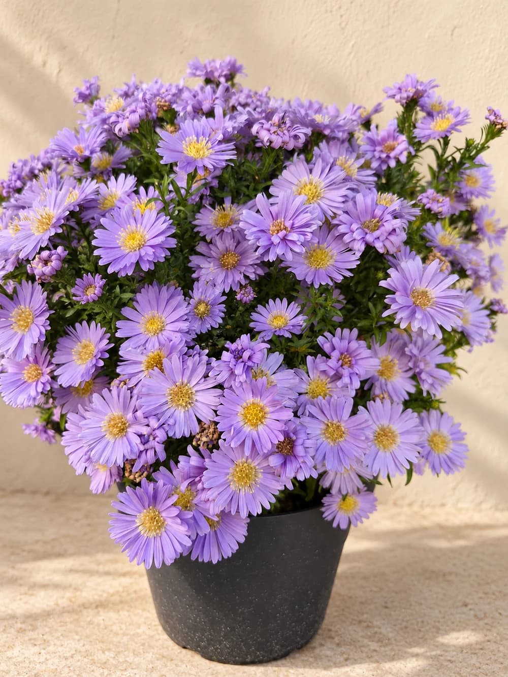 Gartenmotiv 18: Mehr aus dem Laden