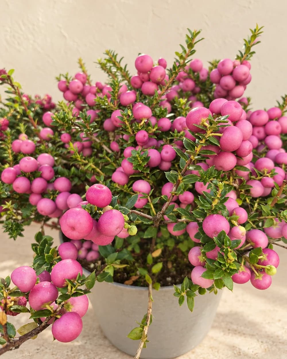 Gartenmotiv 19: Mehr aus dem Laden