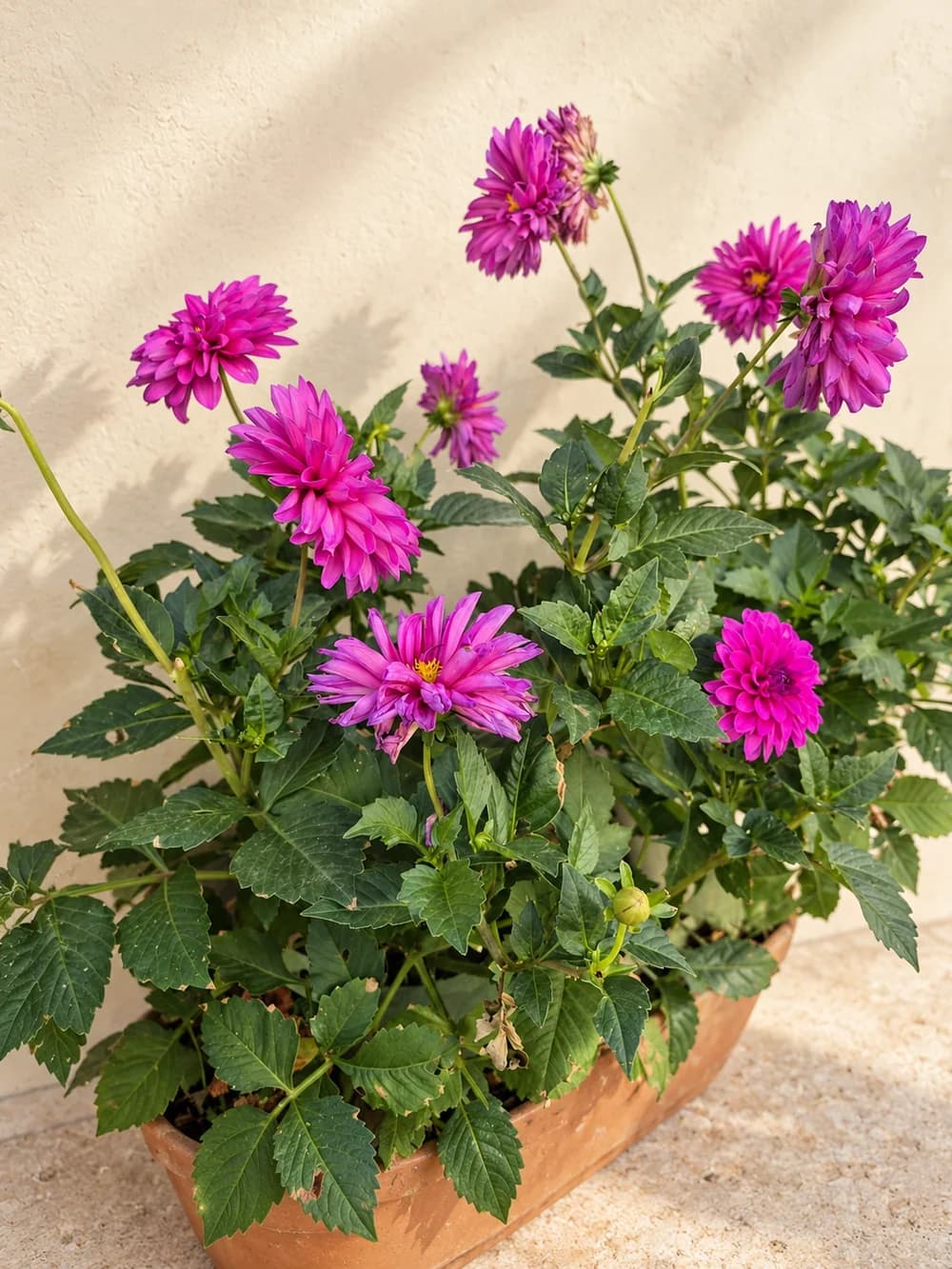 Gartenmotiv 21: Mehr aus dem Laden