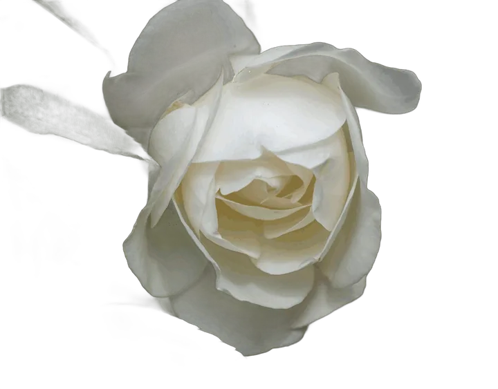Detail einer weißen Rose mit Eukalyptus-Blatt