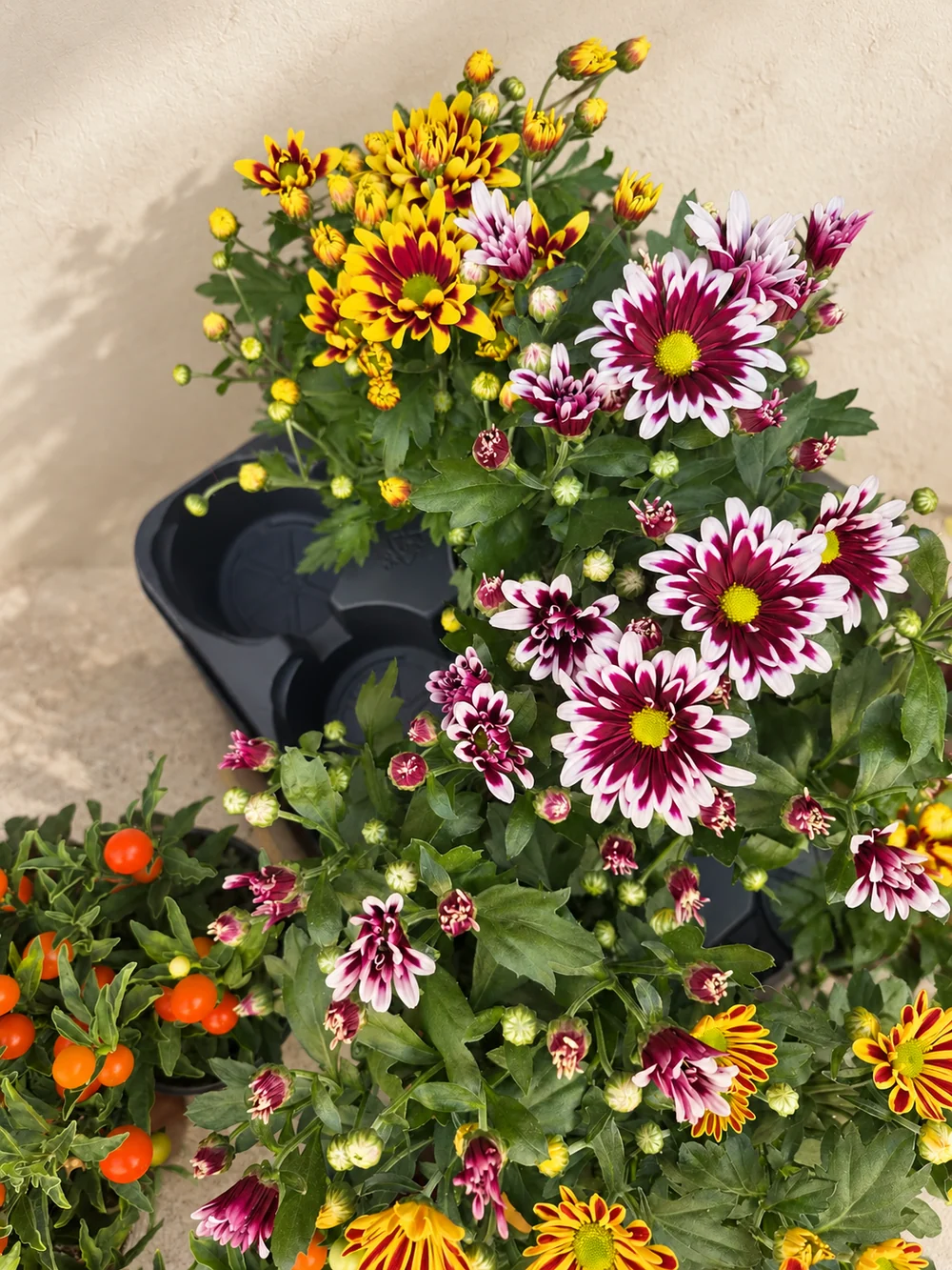 Gartenmotiv 16